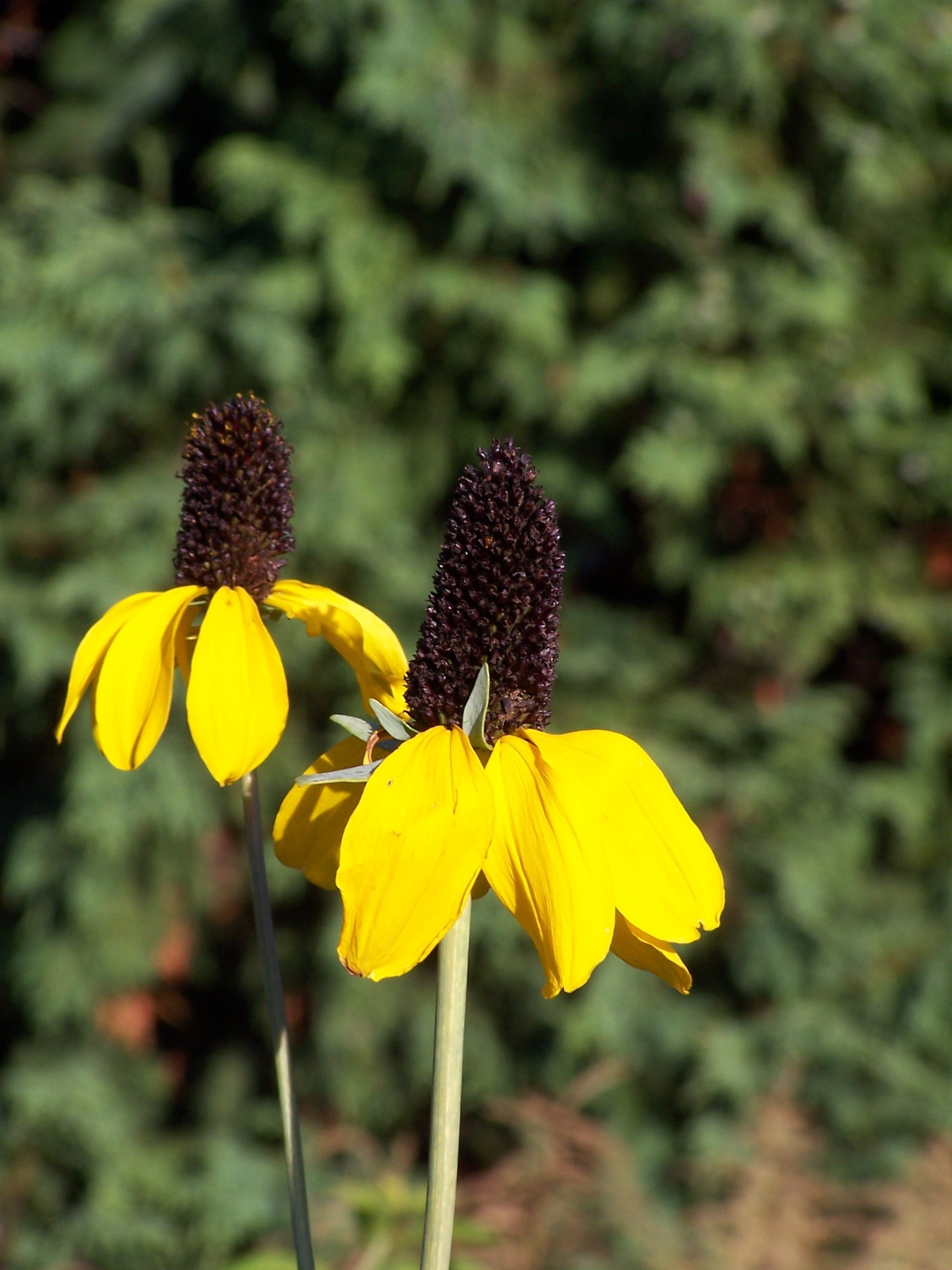 3000 CLASPING CONEFLOWER Rudbeckia Amplexicaulis Native Yellow Flower Seeds