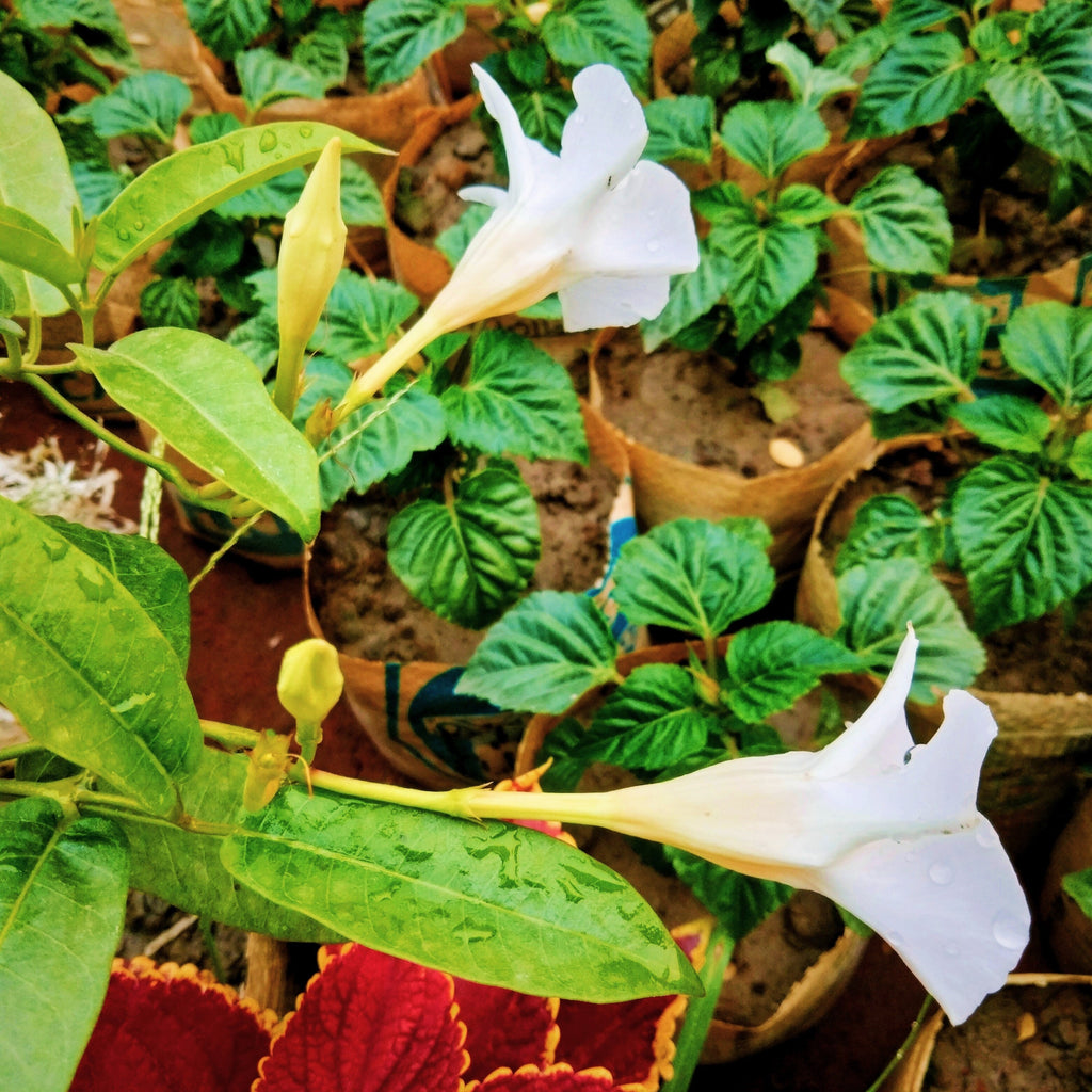 5 CHILEAN JASMINE / MANDEVILLA Laxa White Fragrant Flower Vine Seeds