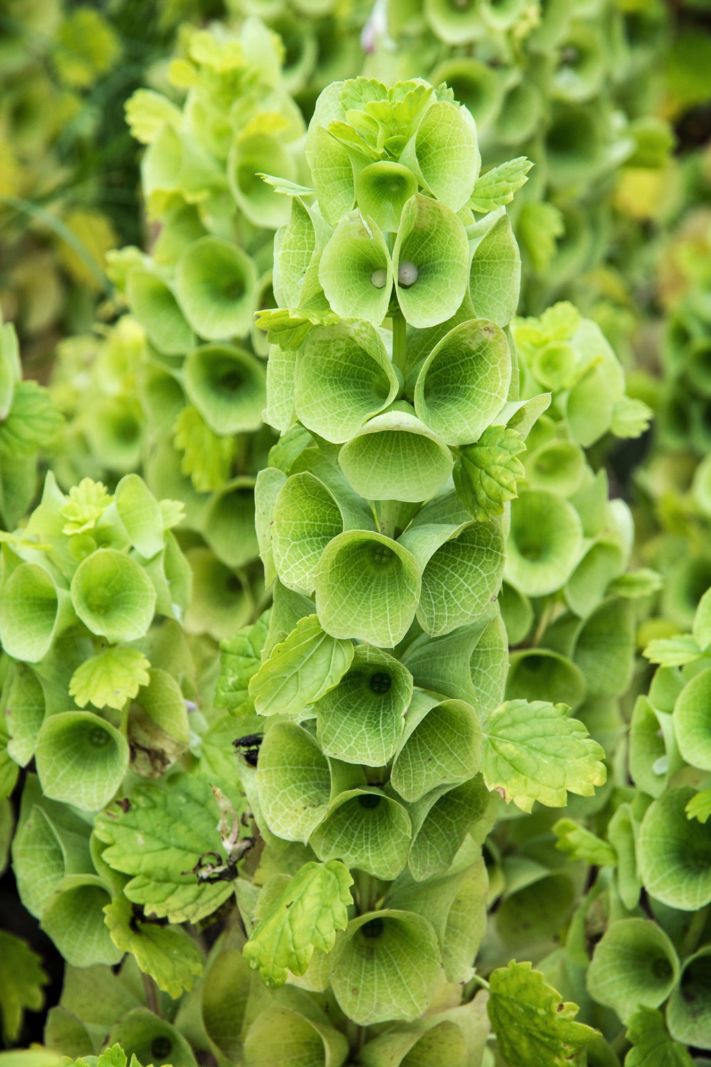 150 BELLS OF IRELAND ( Lady In The Bathtub / Shell Flower ) Moluccella Laevis Green Flower Seeds