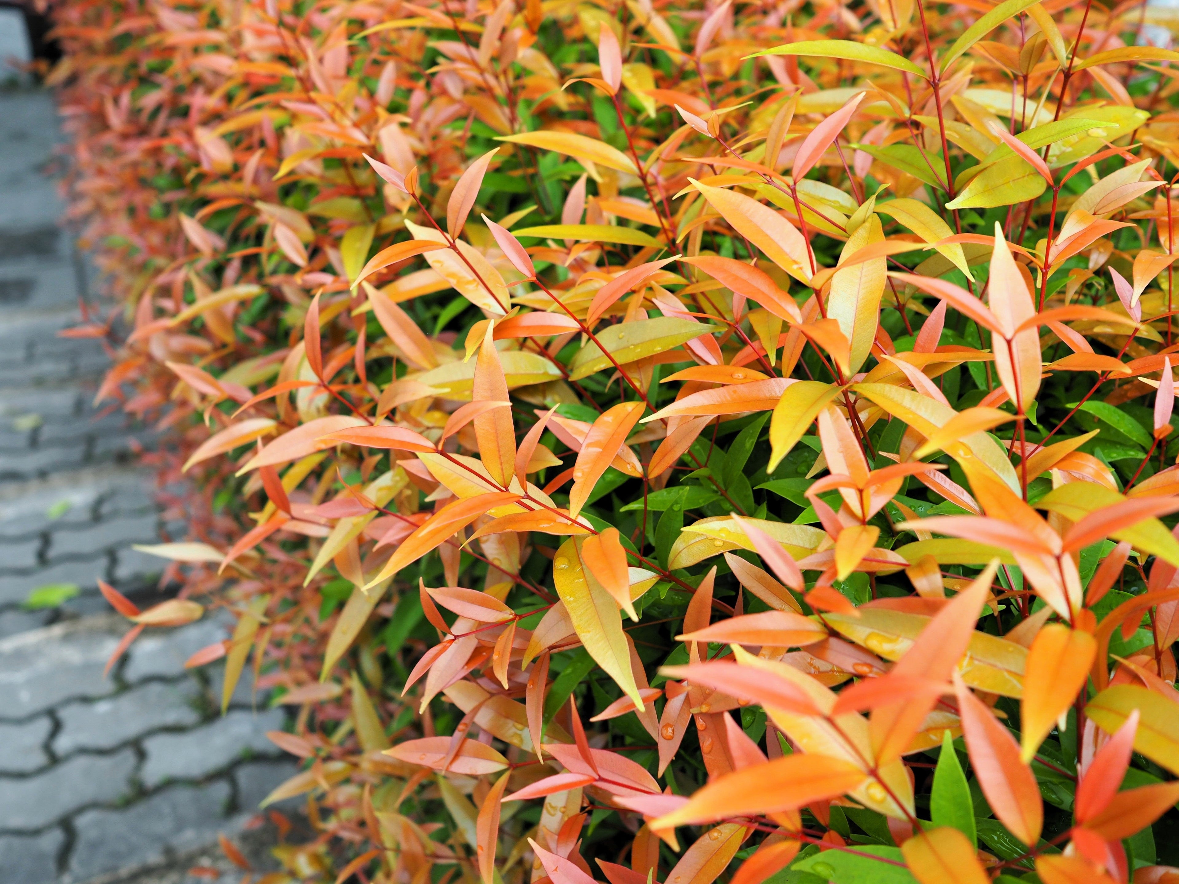 15 DWARF SACRED BAMBOO Heavenly Nandina Domestica Nana Pink Red Sun Shade Shrub Seeds
