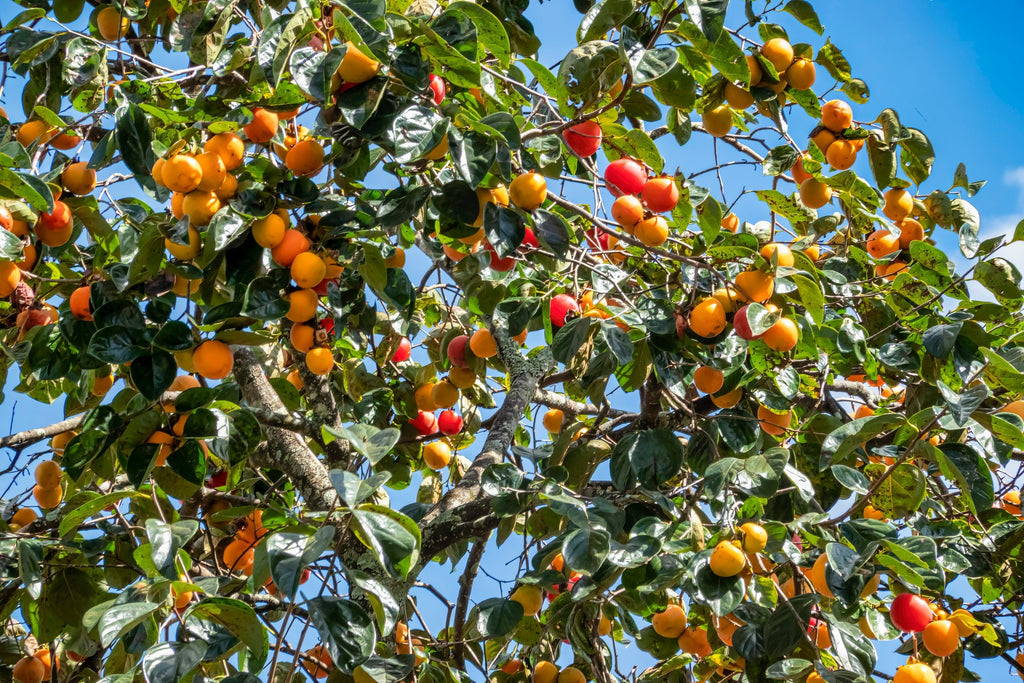 5 JAPANESE PERSIMMON Tree Asian Diospyros Kaki Orange Red Fruit Flower Seeds