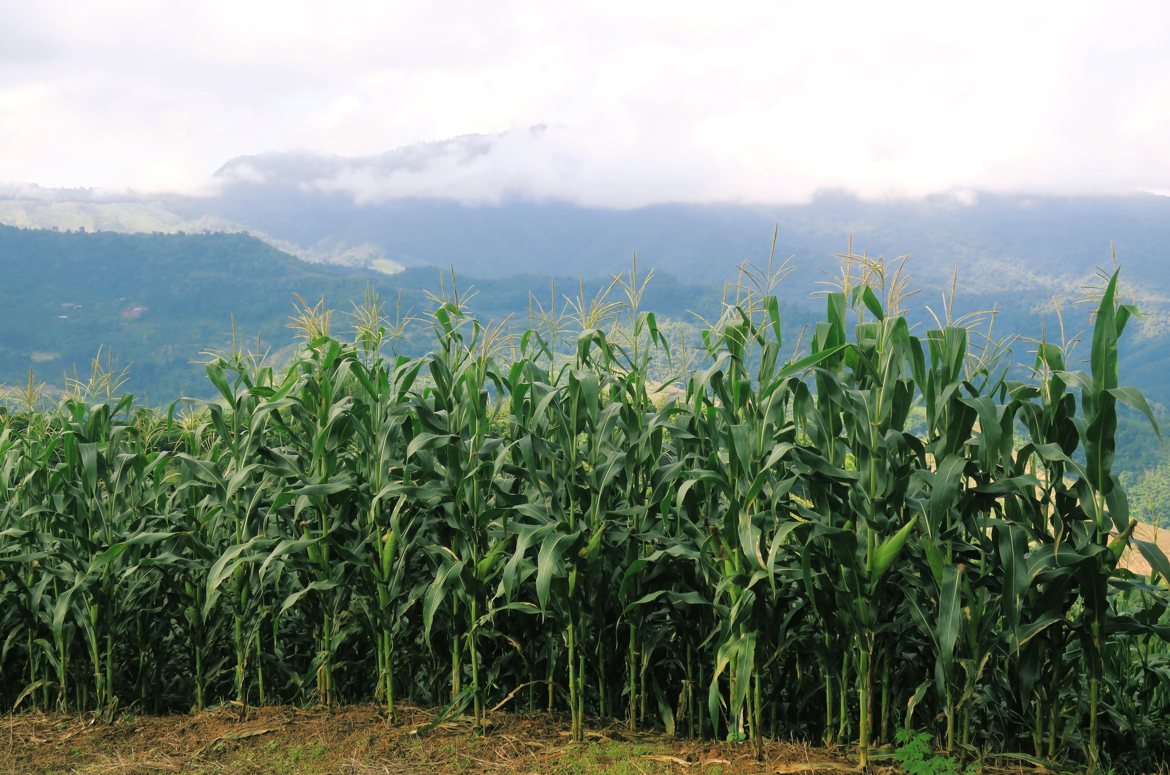60 BICOLOR CORN DELECTABLE Yellow & White Zea Mays Vegetable Seeds
