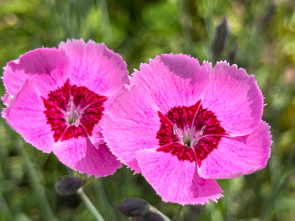 550 MAIDEN PINKS Mixed Colors Dianthus Deltoides Flower Seeds
