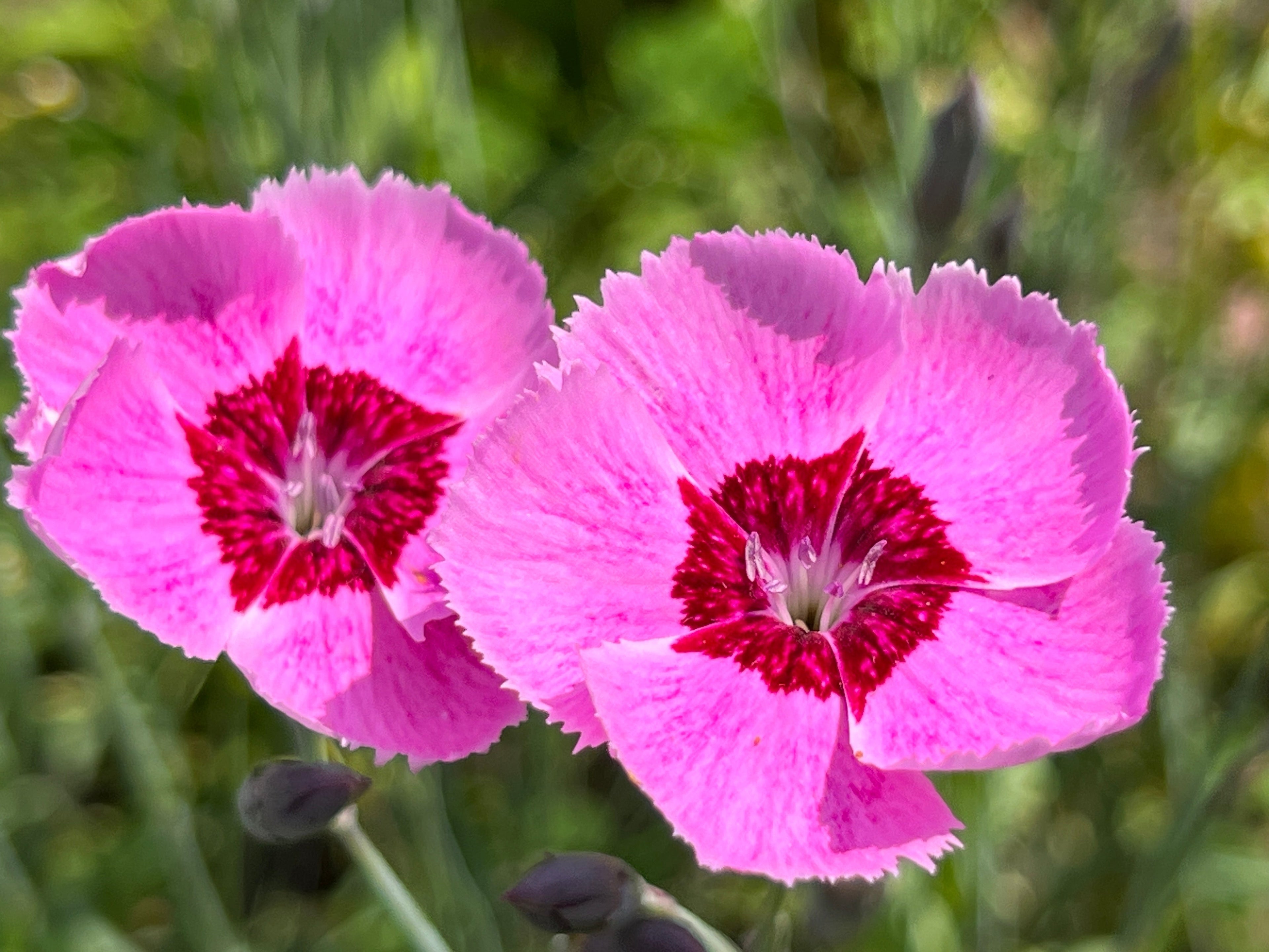550 MAIDEN PINKS Mixed Colors Dianthus Deltoides Flower Seeds