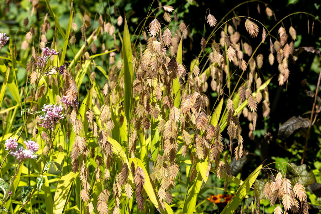 100 NORTHERN SEA OATS Grass Inland Chasmanthium Latifolium Seeds