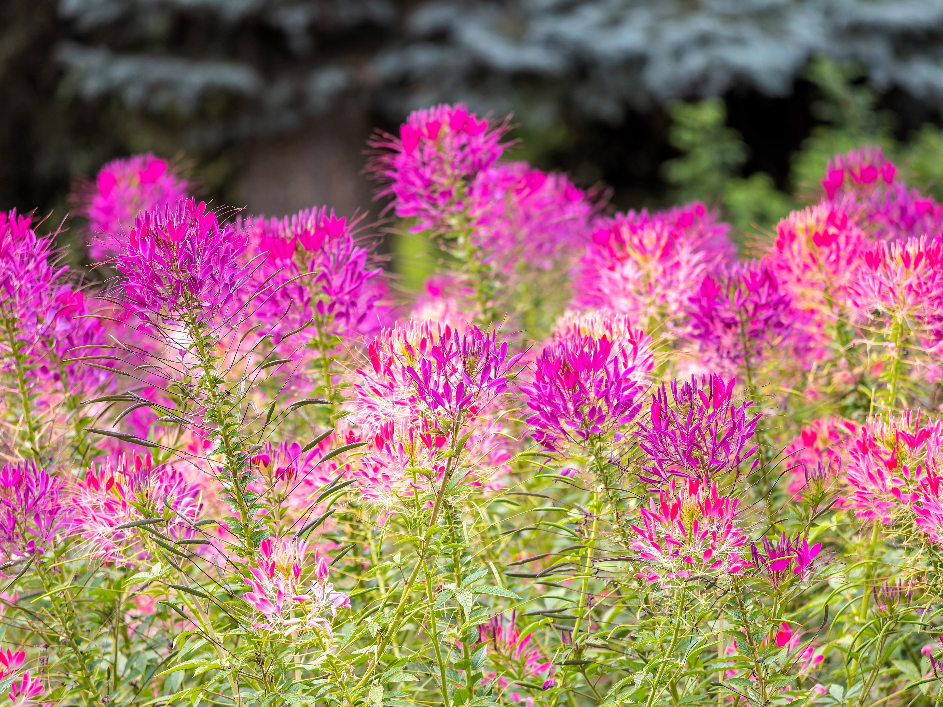 200 MAUVE QUEEN CLEOME Spinosa Hassleriana Purple Pink Spider Flower Seeds