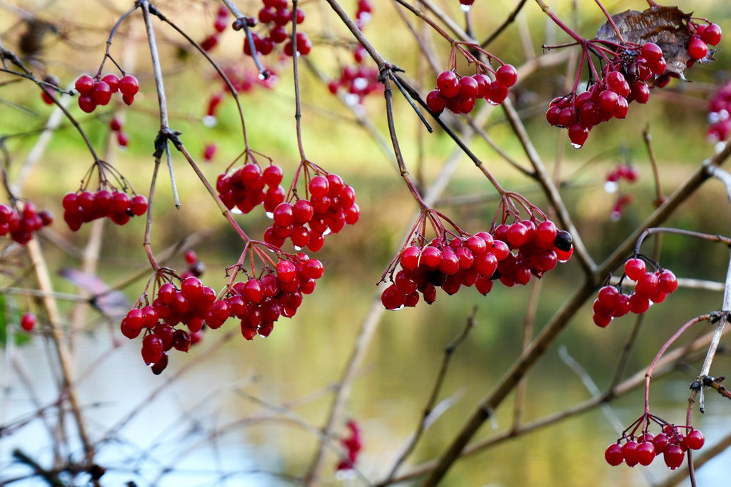 20 AMERICAN HIGHBUSH CRANBERRY Viburnum Trilobum Red Fruit White Flower Shrub Seeds