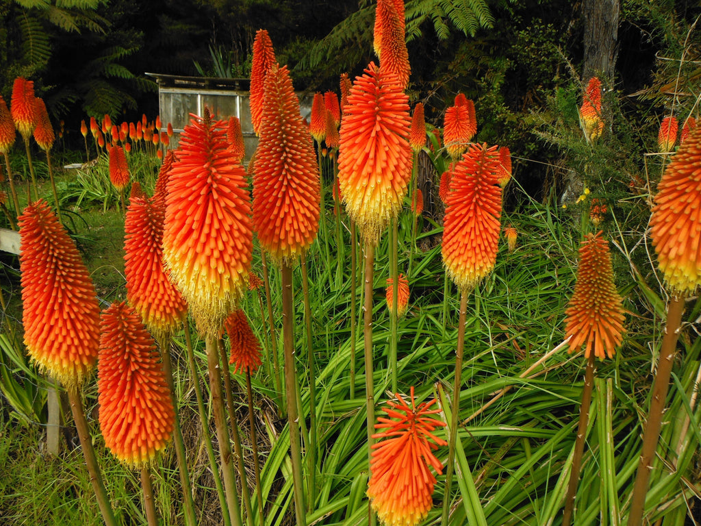 50 TORCH LILY Red Hot Poker / Tritoma / Kniphofia Uvaria Flower Seeds