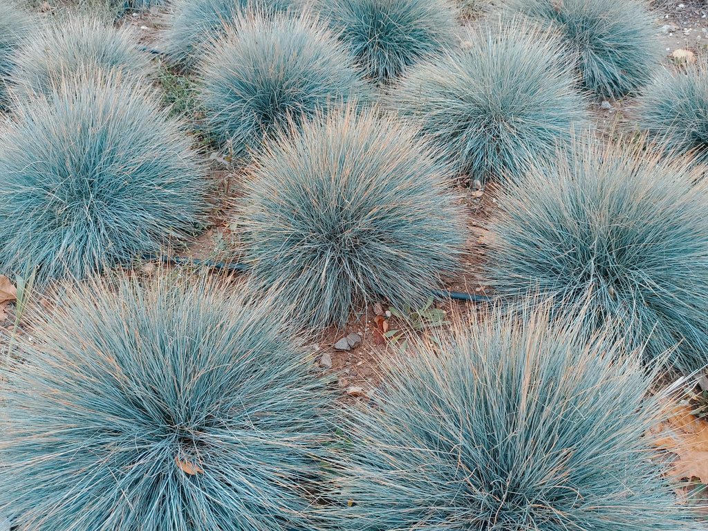 100 BLUE Sheeps FESCUE GRASS Festuca Ovina Glauca Cinerea Seeds