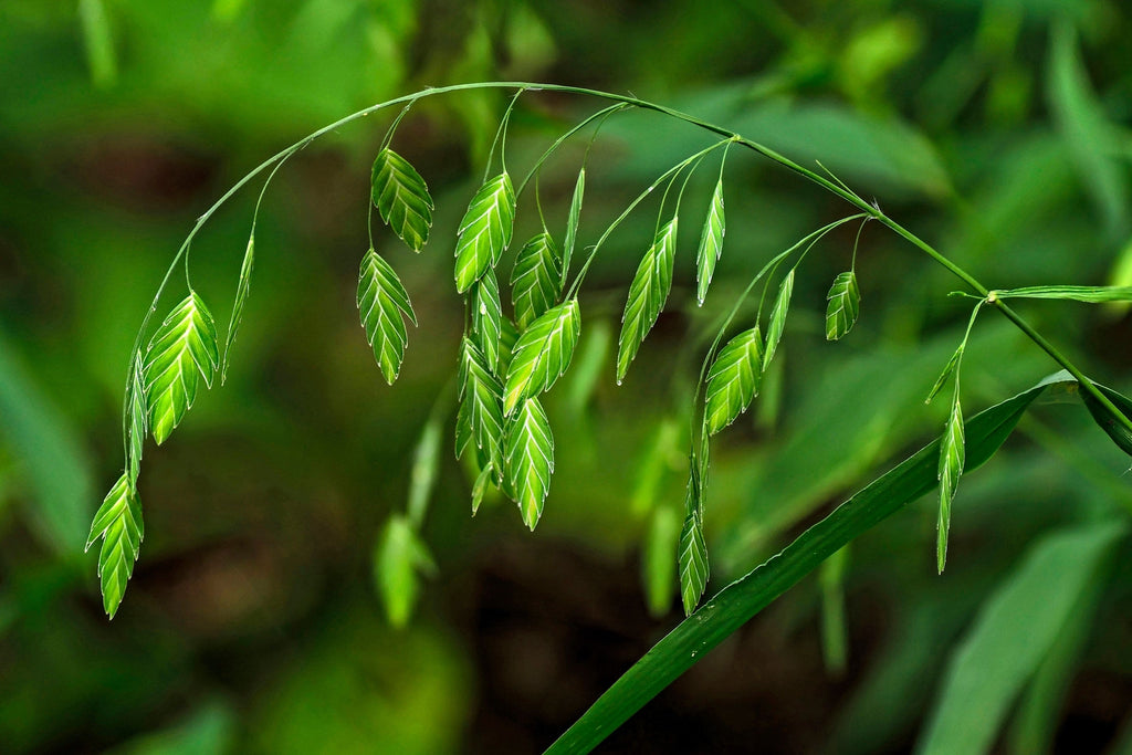 100 NORTHERN SEA OATS Grass Inland Chasmanthium Latifolium Seeds