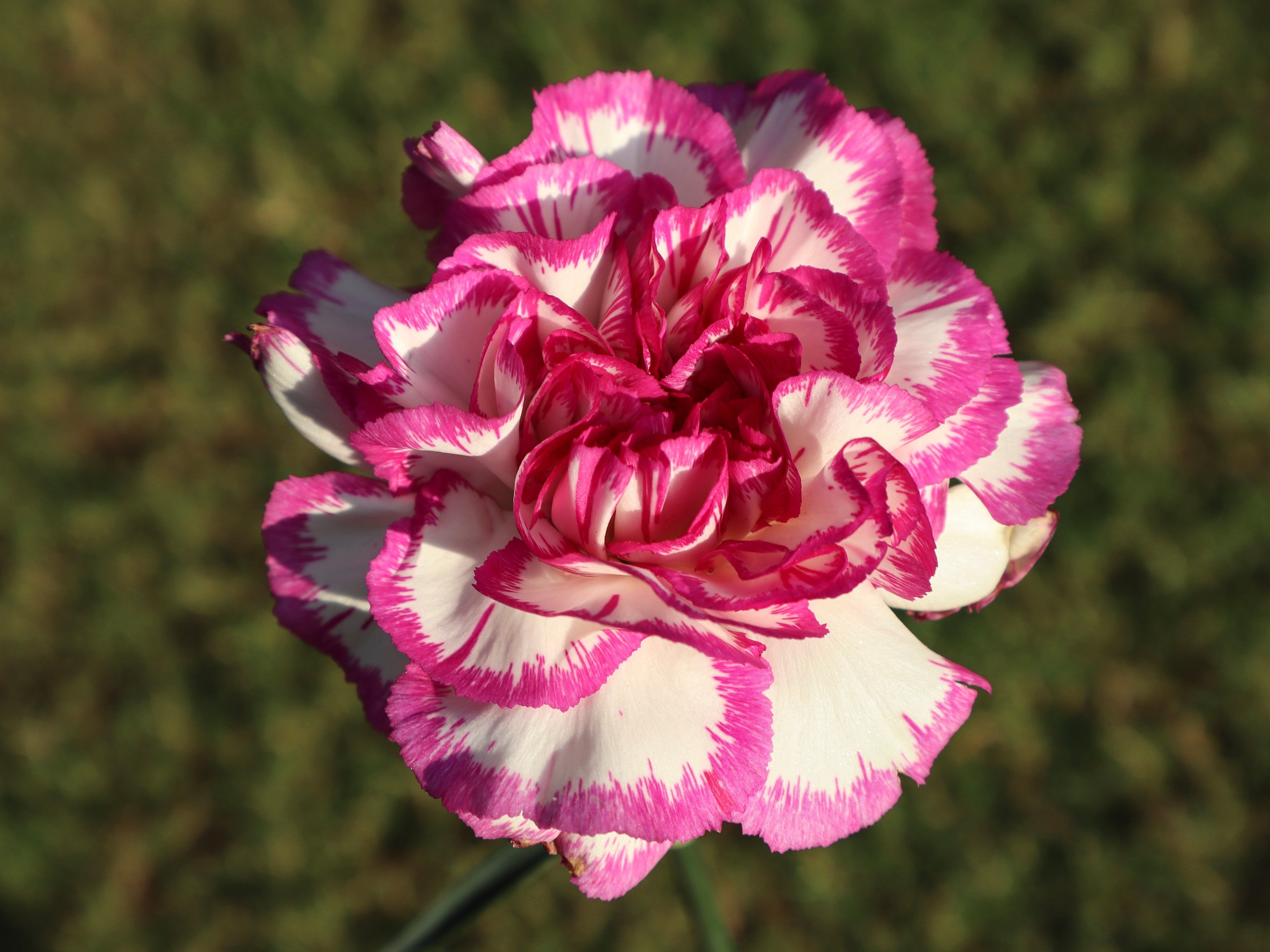 100 Mixed CARNATION / DOUBLE DIANTHUS Chinensis Flower Seeds