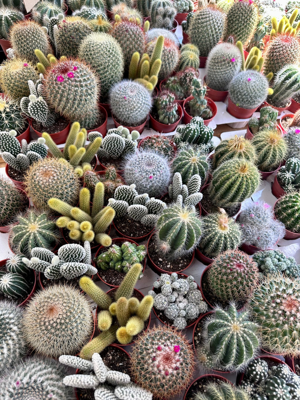 50 CACTUS MIX 'Finest Mixed' Succulent Flower Plant Seeds