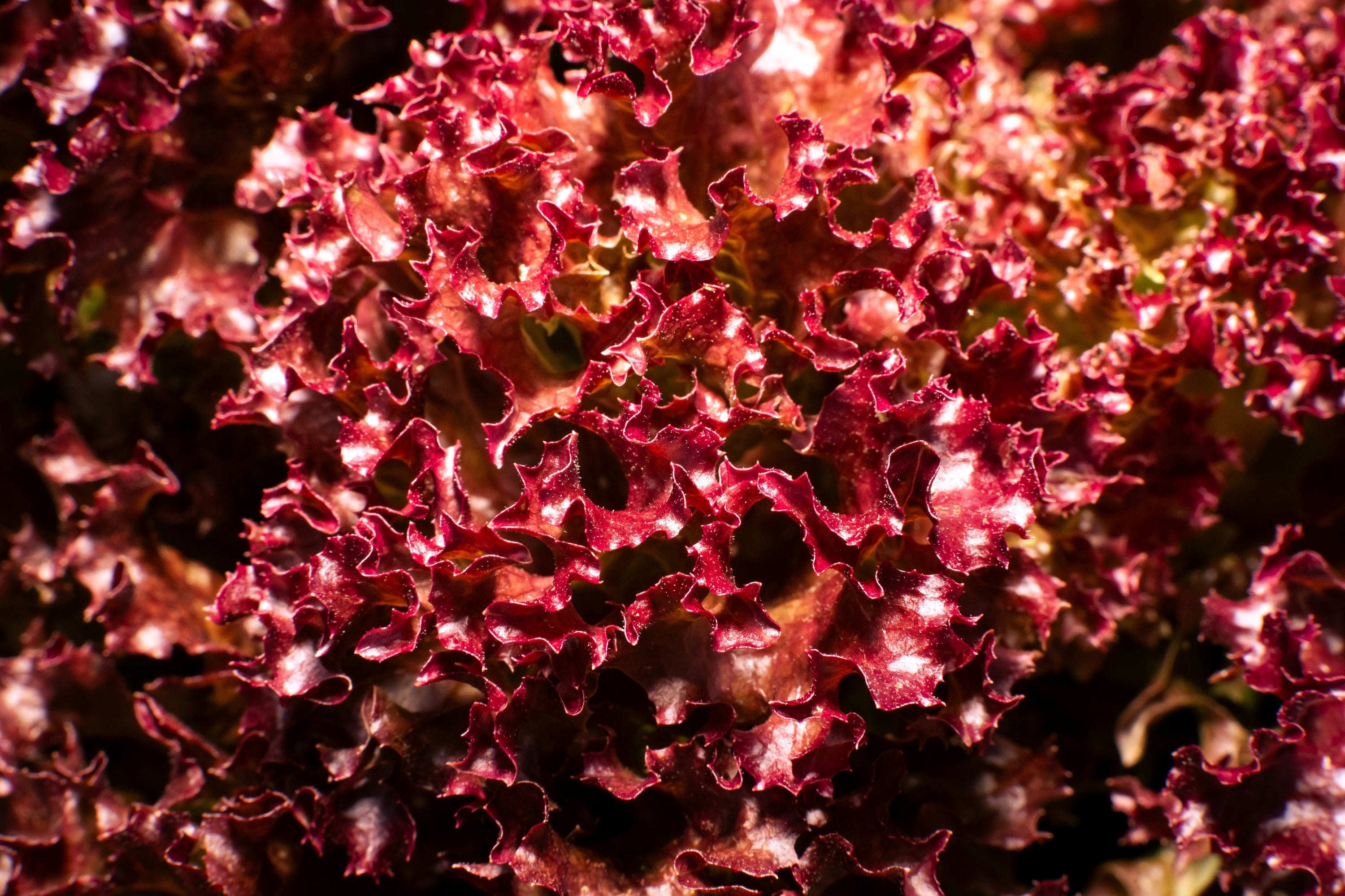 3000 Leaf Lettuce RED SALAD BOWL Lactuca Sativa Vegetable Seeds