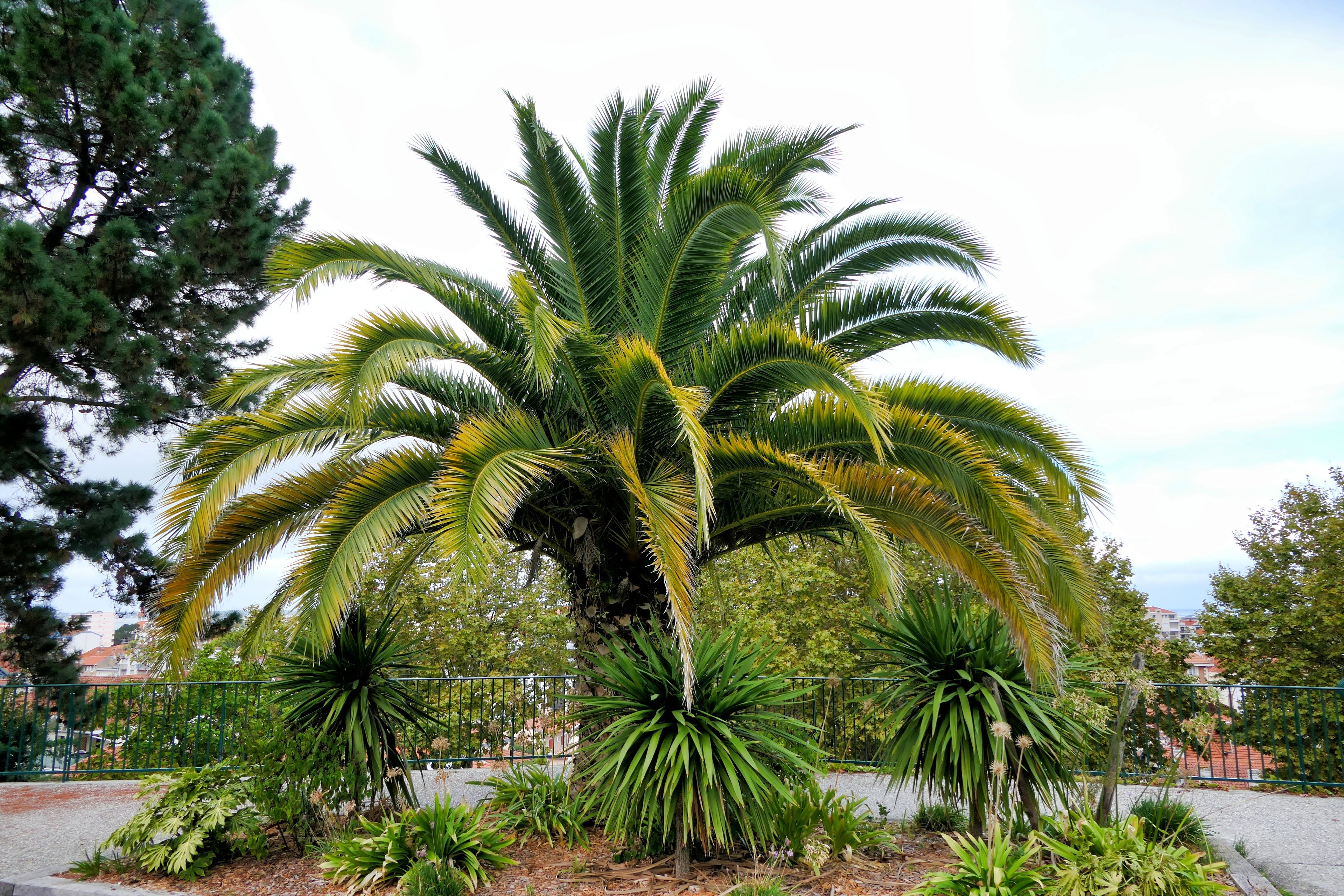 10 CANARY ISLAND Date PALM Phoenix Canariensis Tree Seeds
