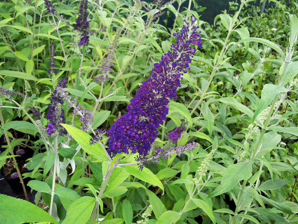 Buddleja Fragrant 50 Dark PURPLE BUTTERFLY BUSH Buddleja Davidii Hummingbird Shrub Fragr ...