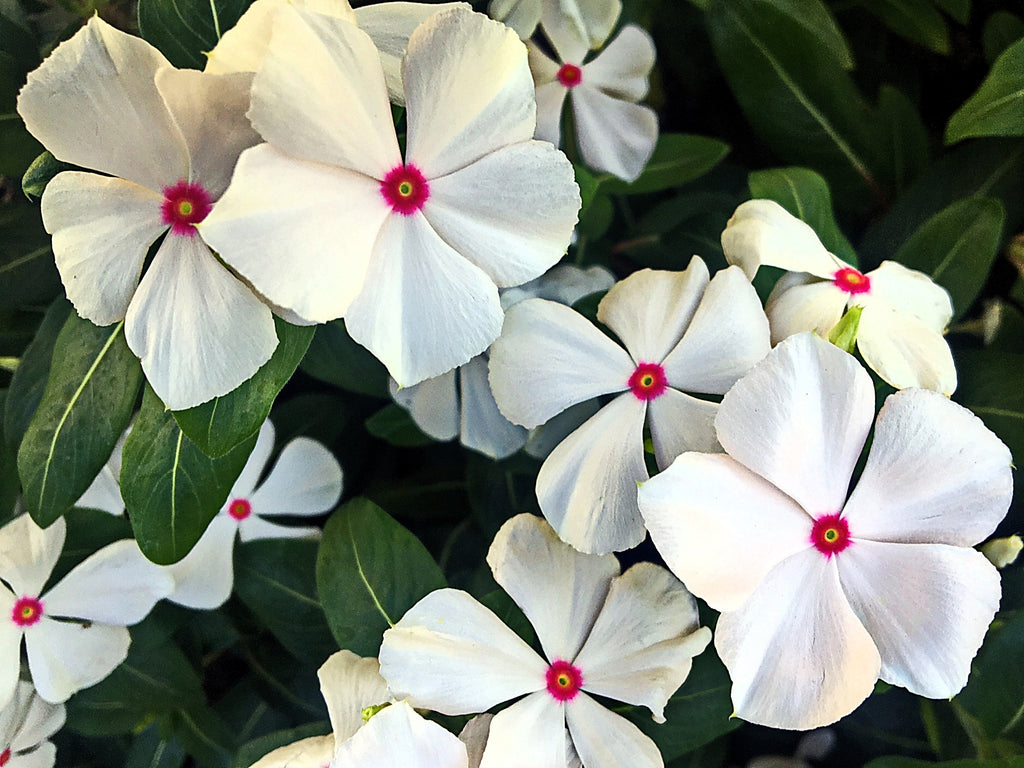 100 BRIGHT EYES PERIWINKLE Vinca Rosea Dwarf White & Pink Flower Seeds