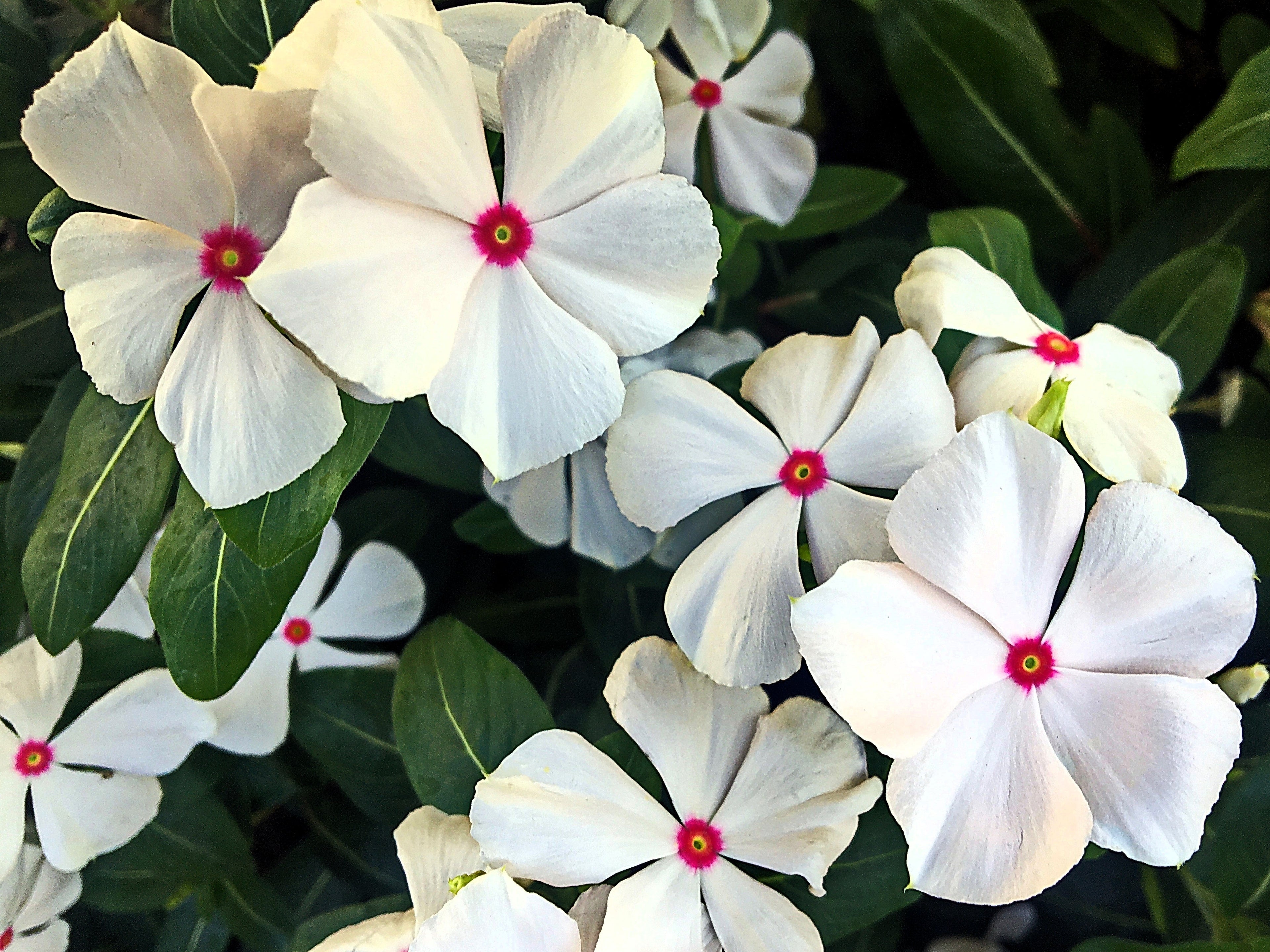 100 BRIGHT EYES PERIWINKLE Vinca Rosea Dwarf White & Pink Flower Seeds