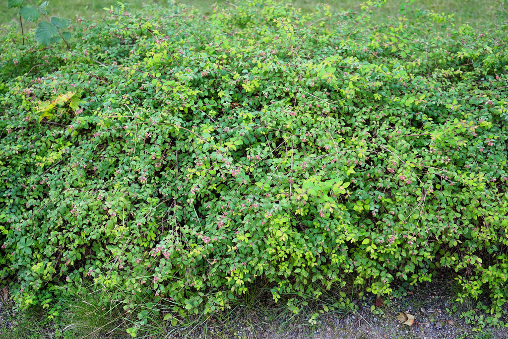 10 Dwarf CREEPING SNOWBERRY Shrub White Pink Flower Symphoricarpos Mollis Seeds