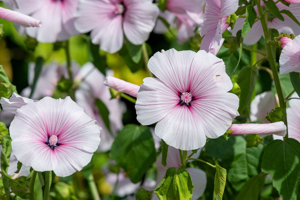 200 ROSE MALLOW MIX (Bush Mallow) Hibiscus Lavatera Trimestris Flower Seeds