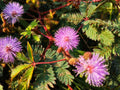 100 MIMOSA Pudica / SENSITIVE PLANT / Touch Me Not Flower Seeds