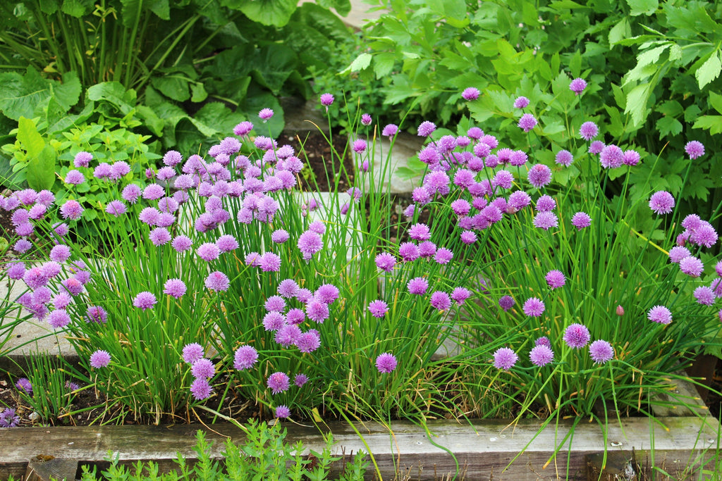 500 CHIVE Allium Schoenoprasum Purple Flowering Vegetable Herb Seeds