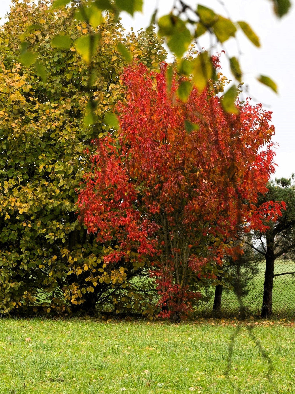 20 Tatarian FLAME MAPLE TREE Red Acer Tataricum Seeds