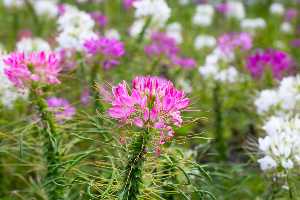 200 ROSE QUEEN CLEOME Hassleriana Spinosa Pink Spider Flower Seeds