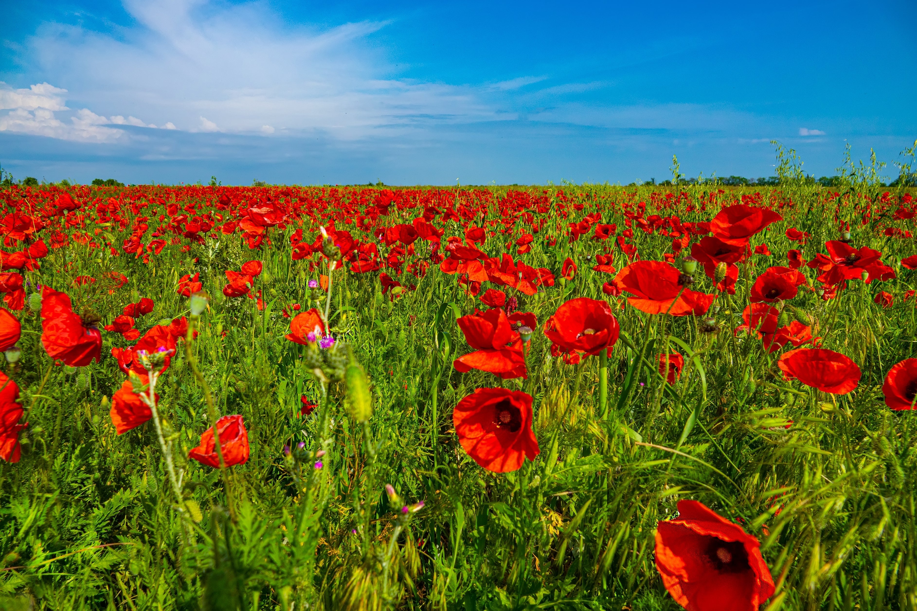 1000 Red AMERICAN LEGION (Corn / Shirley / Flanders) POPPY Papaver Rhoeas Flower Seeds