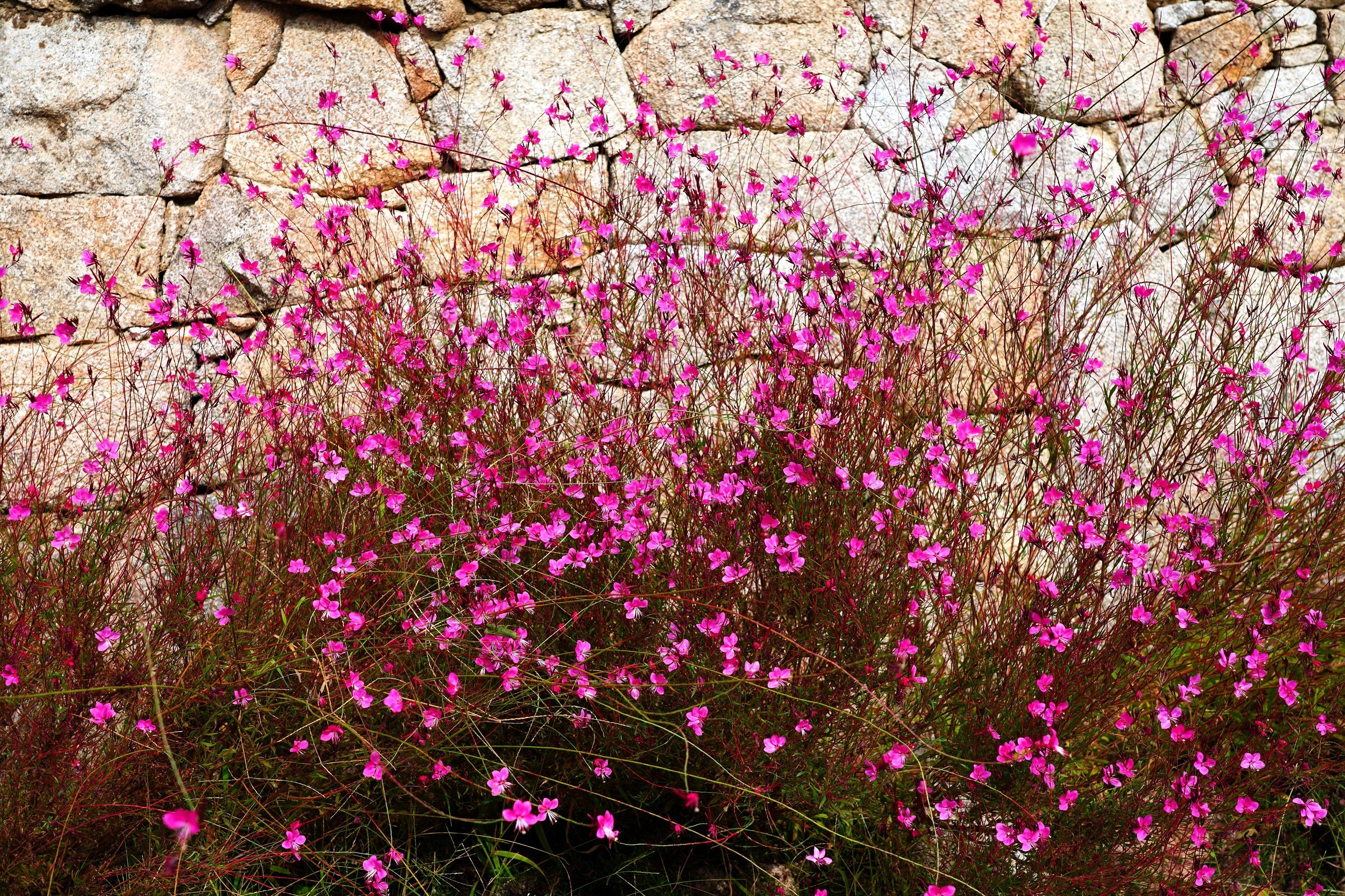 100 Pink GAURA WHIRLING BUTTERFLIES Gaura Biennis Flower Seeds