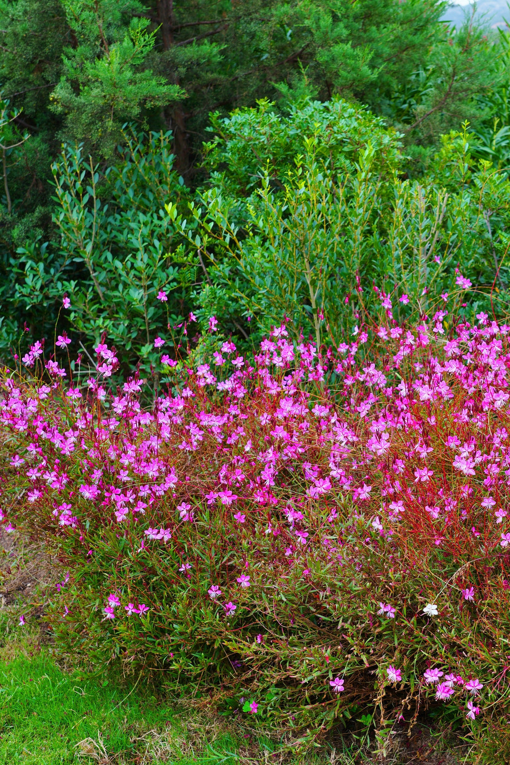 100 Pink GAURA WHIRLING BUTTERFLIES Gaura Biennis Flower Seeds