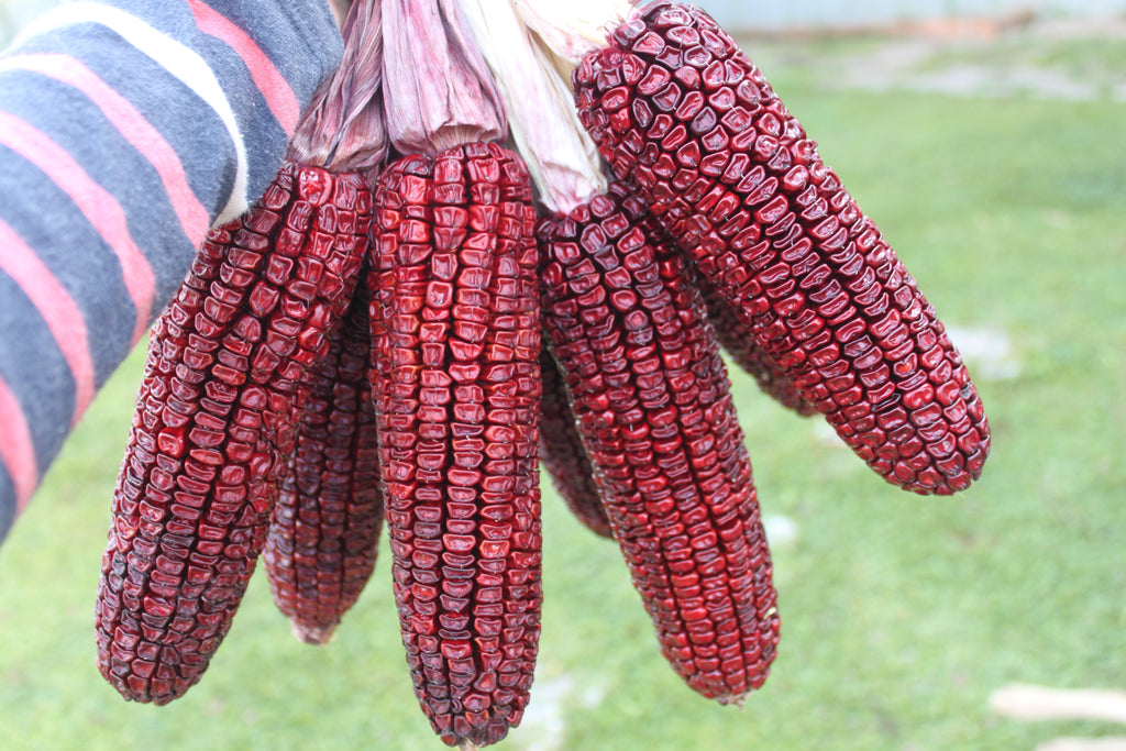 35 BLOODY BUTCHER Red CORN Edible & Ornamental Heirloom Zea Mays Vegetable Seeds