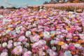 100 MIXED DOUBLE ACROCLINIUM Paper Daisy Helipterum Roseum Rhodanthe Flower Seeds