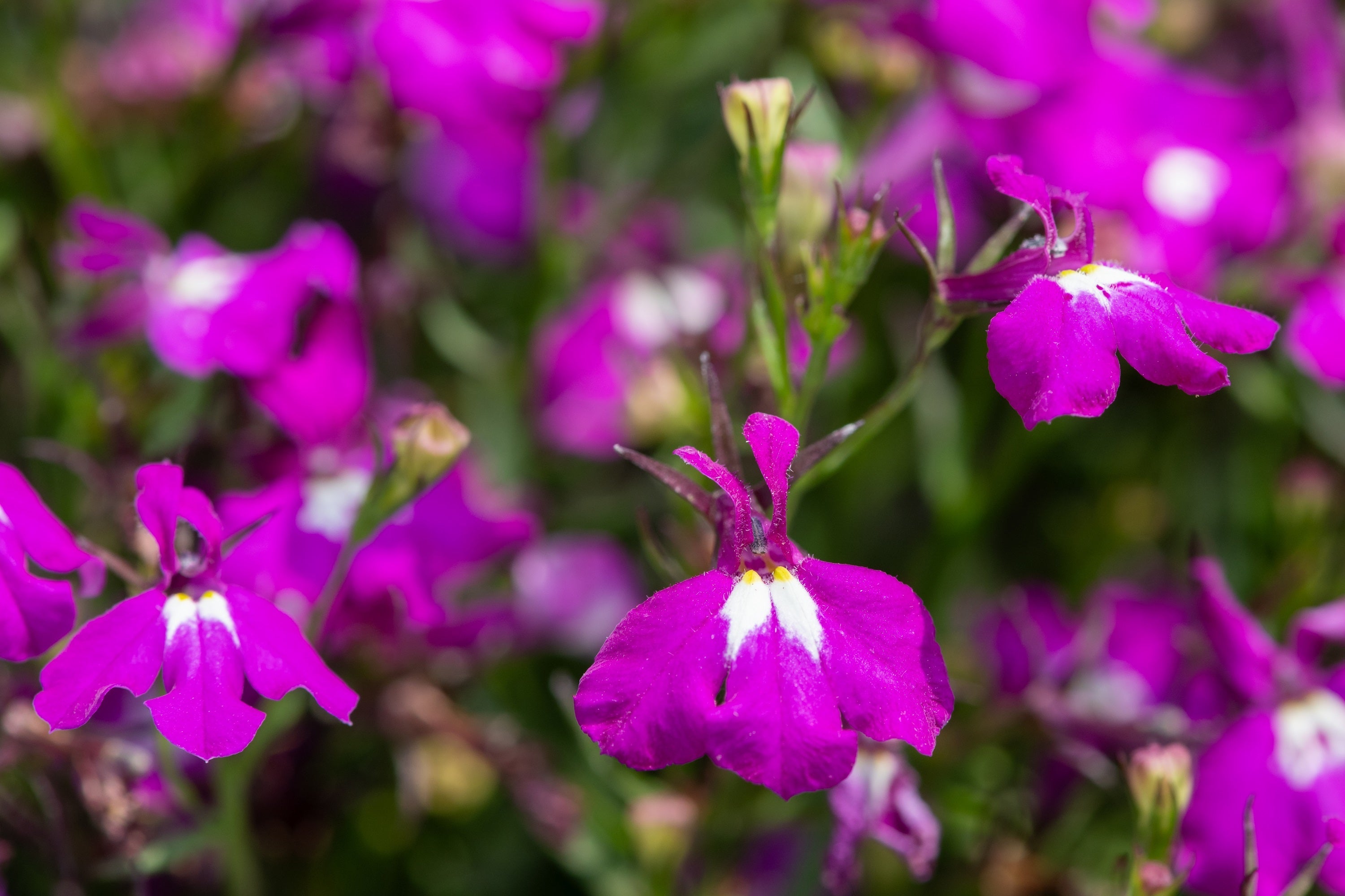 200 ROSAMOND LOBELIA Erinus Carmine Red & White Flower Seeds