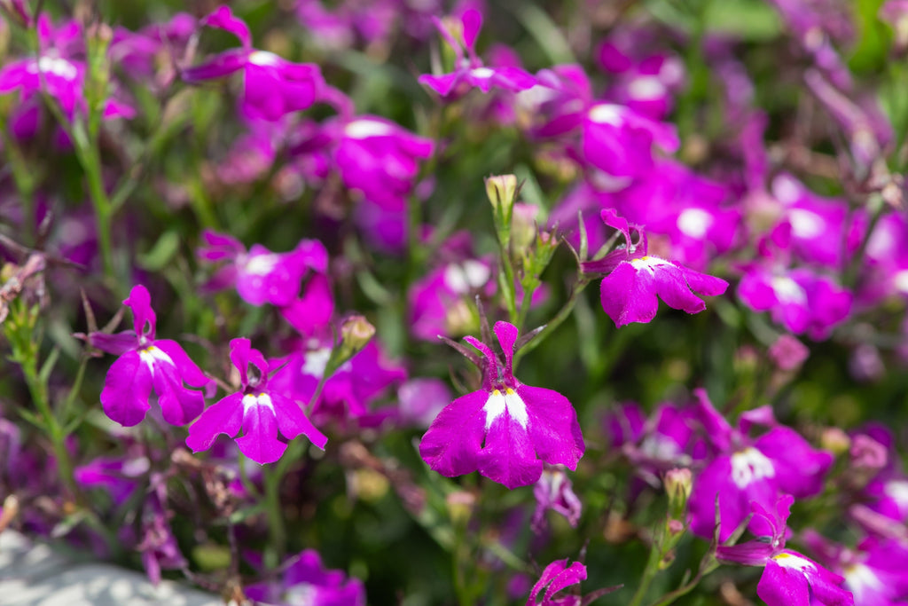 200 ROSAMOND LOBELIA Erinus Carmine Red & White Flower Seeds