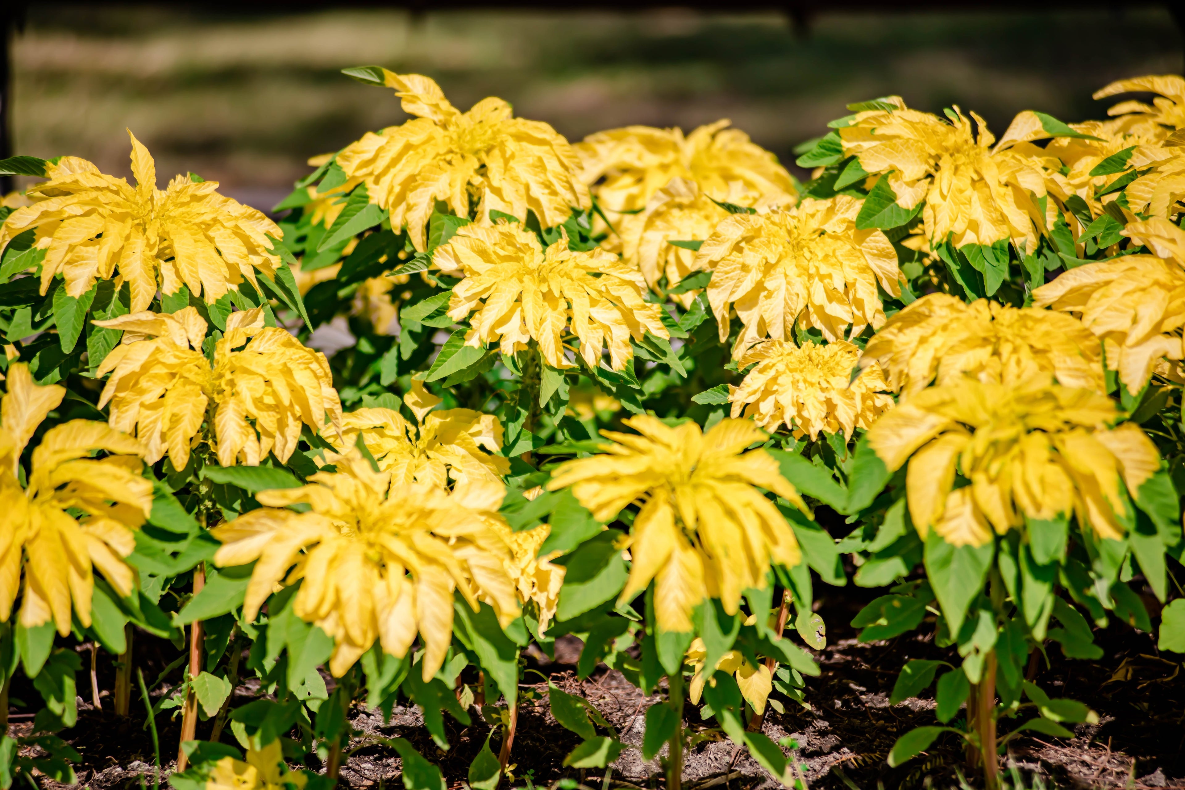 50 AURORA YELLOW AMARANTHUS Tricolor Josephs Coat Flower Seeds