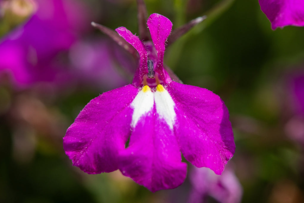 200 ROSAMOND LOBELIA Erinus Carmine Red & White Flower Seeds