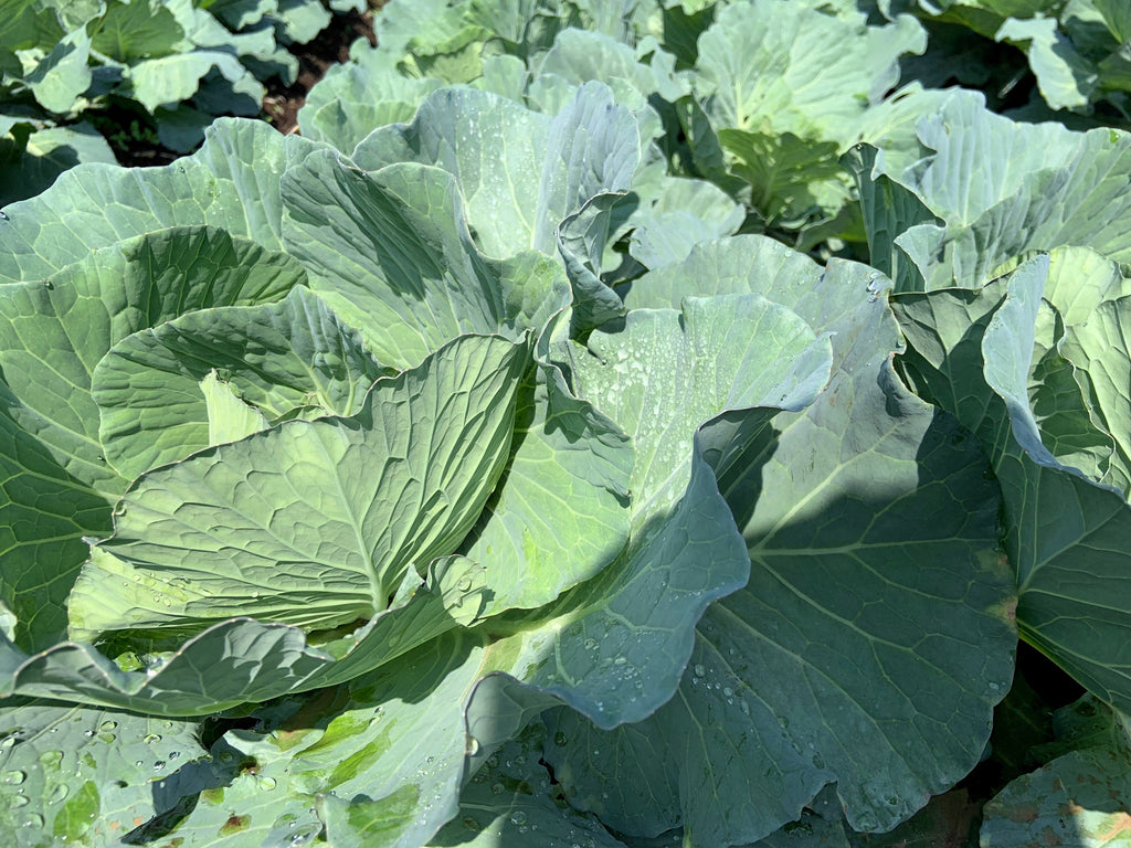 1500 MORRIS HEADING COLLARDS Collard Green Brassica Oleracea Vegetable Seeds