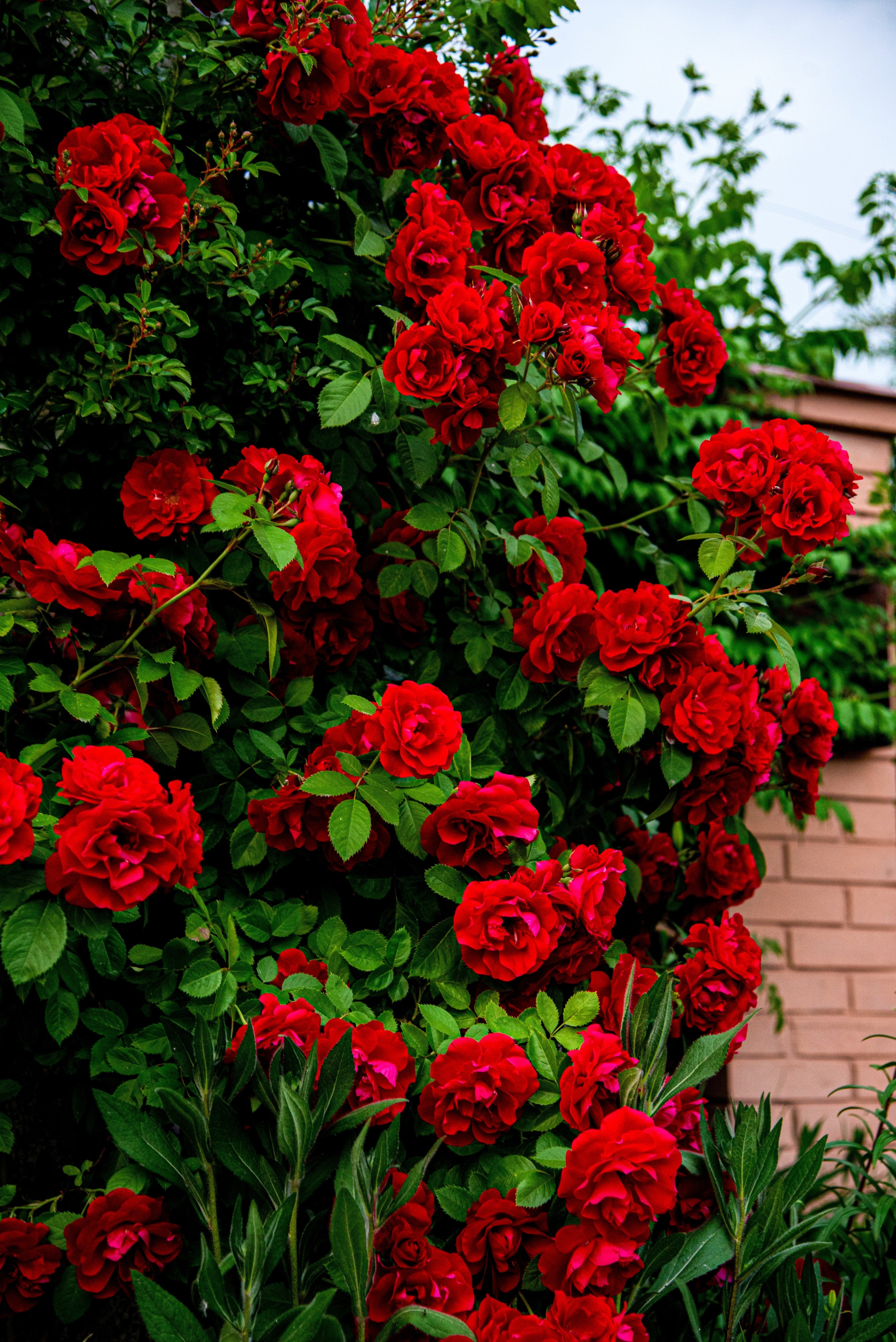 5 RED CLIMBING ROSE Rosa Bush Vine Climber Fragrant Butterfly Flower Seeds