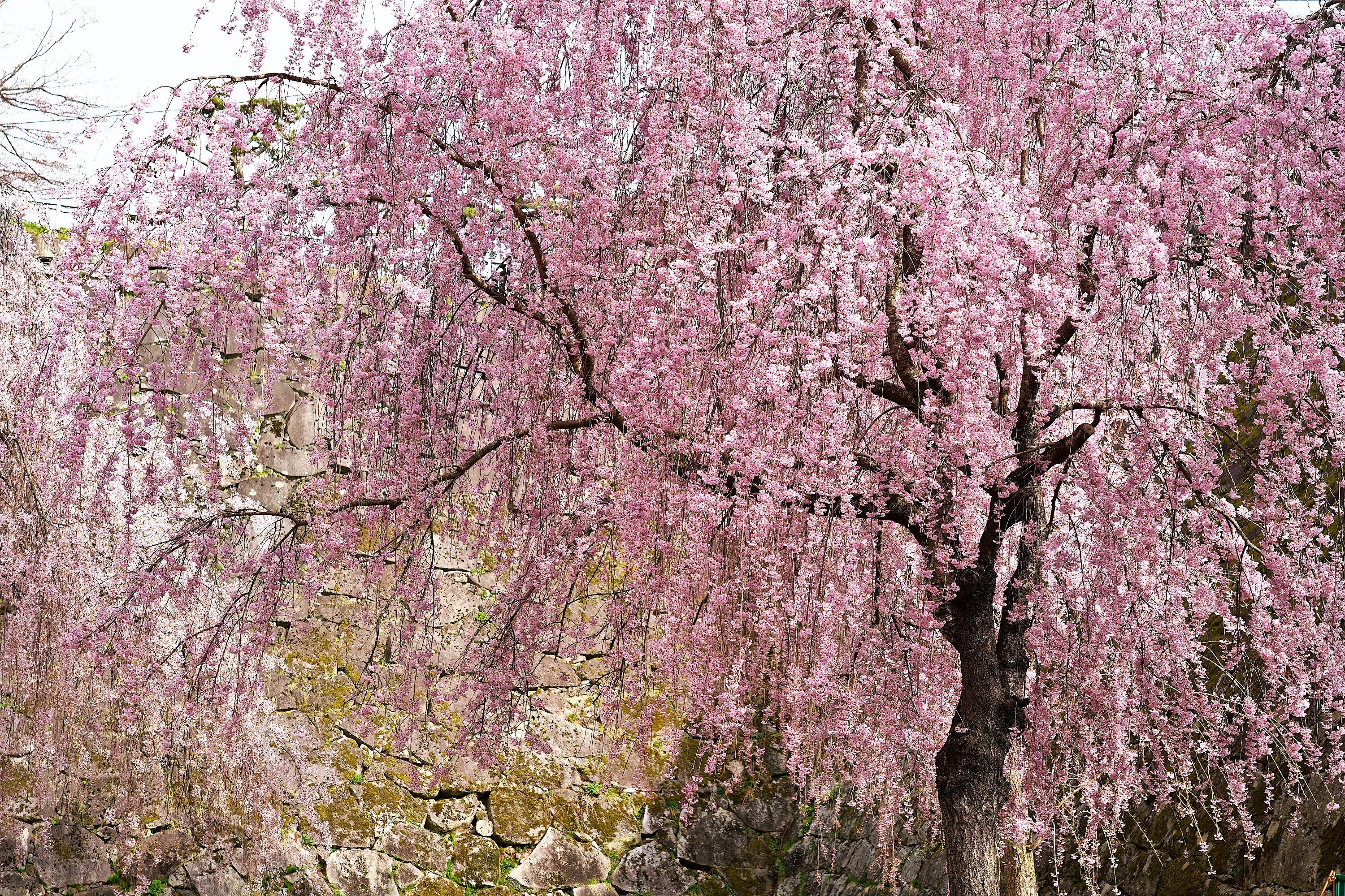 10 WEEPING HIGAN CHERRY Tree Japanese Prunus Subhirtella Pendula Pink Flower Seeds