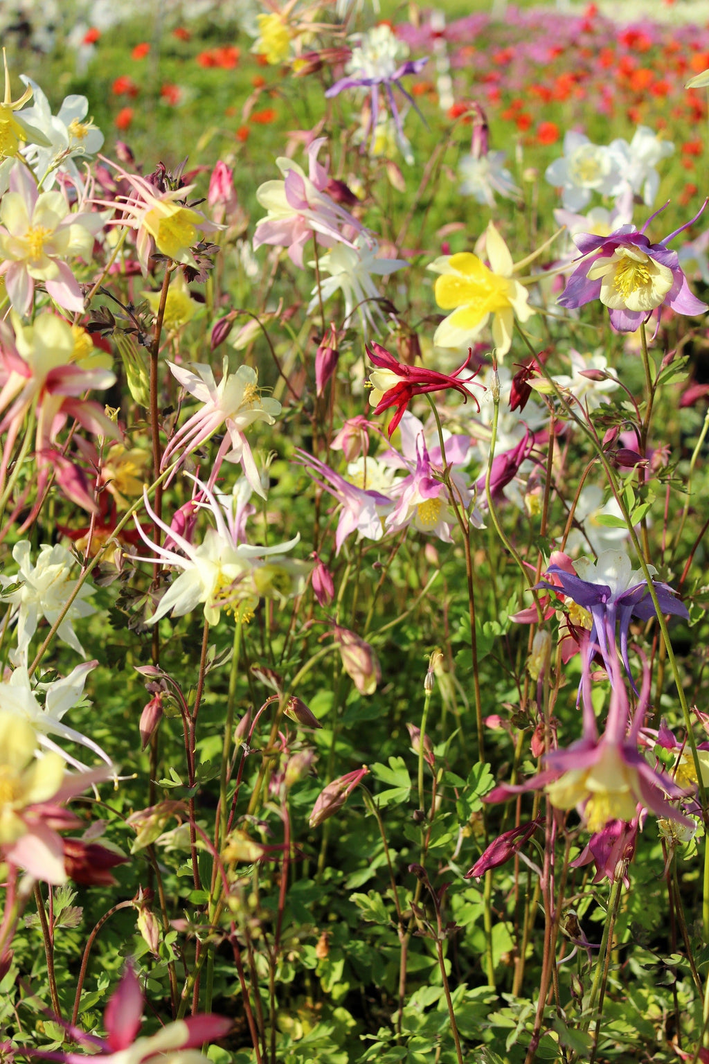 50 MCKANAS GIANT COLUMBINE Mixed Colors Aquilegia Hybrida Flower Seeds