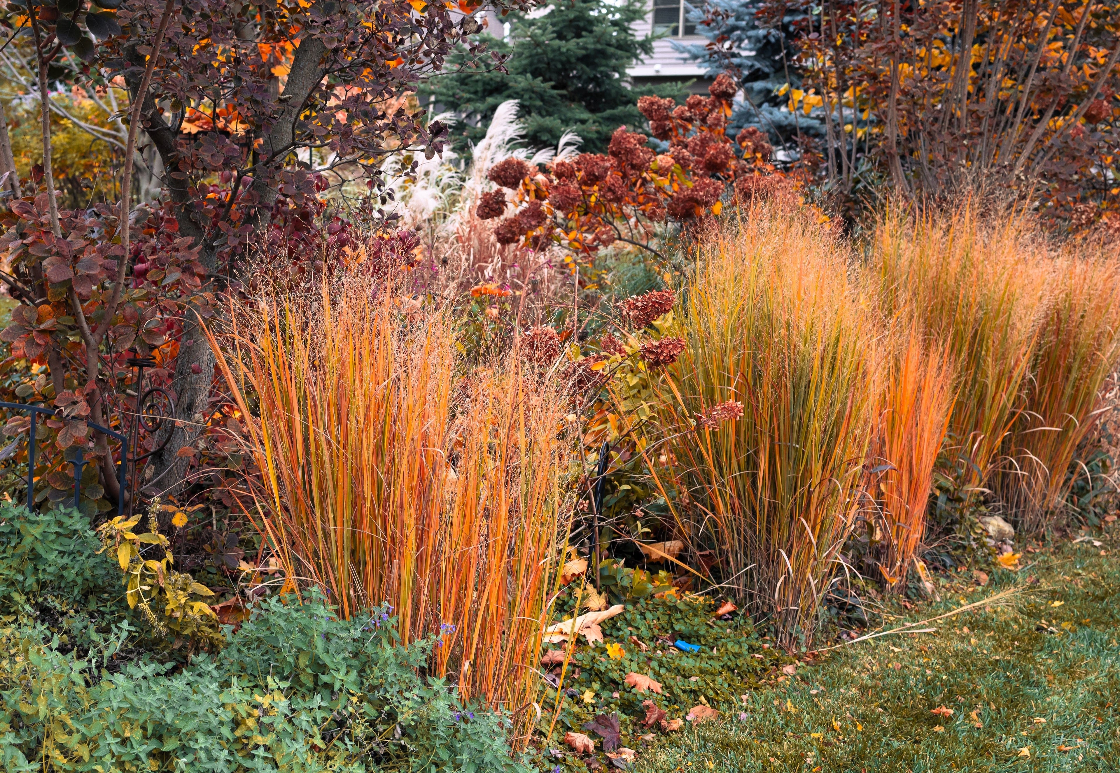 1000 SWITCHGRASS Tall Panic Switch Grass Panicum Virgatum Red Flower Seeds