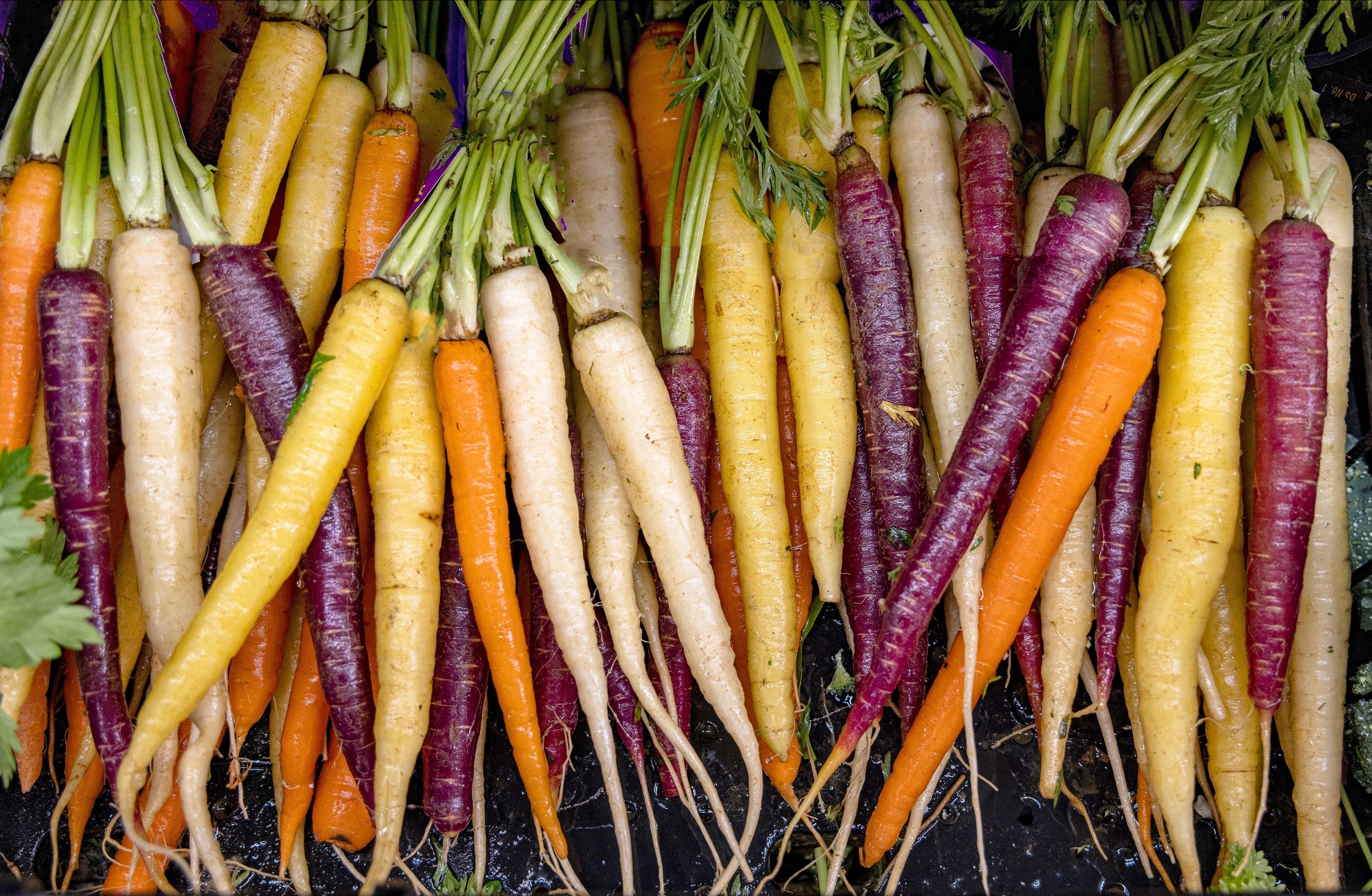 500 RAINBOW CARROT MIX White Red Yellow Purple Orange Daucus Carrota Seeds