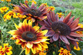 100 Mixed EVENING COLORS SUNFLOWER Helianthus Annuus Orange Red Gold Flower Seeds