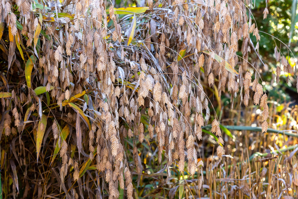 100 RIVER OATS (Northern Sea Oats / Inland Oats) Ornamental Uniola Latifolia Grass Seeds