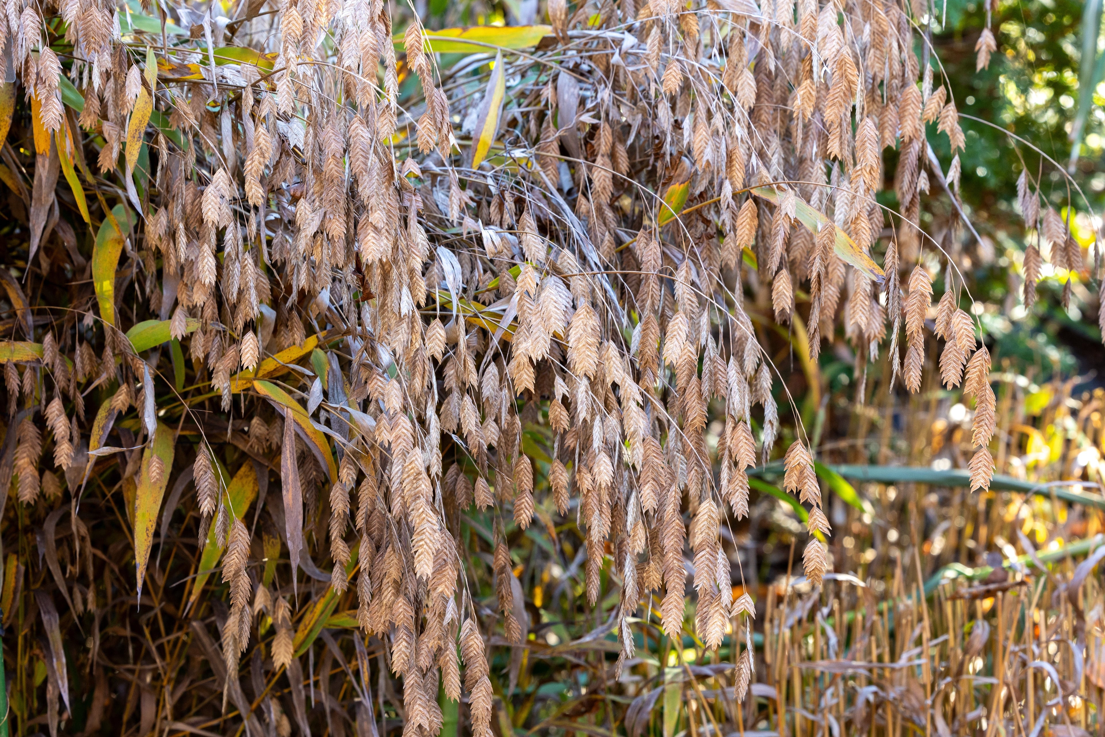 100 RIVER OATS (Northern Sea Oats / Inland Oats) Ornamental Uniola Latifolia Grass Seeds