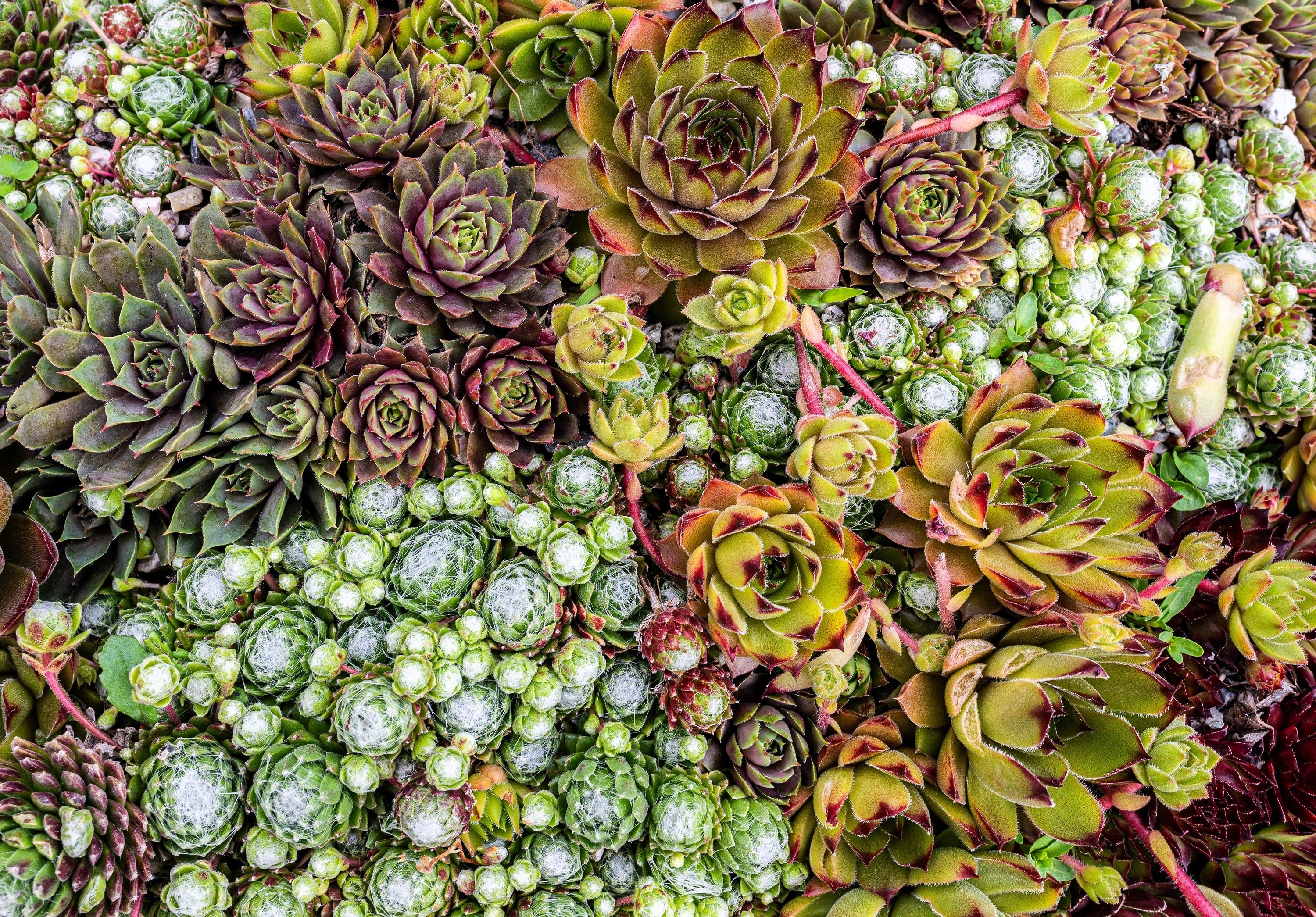 25 MIXED HENS & CHICKS Chickens Succulent (Live Forever) Sempervivum Flower Seeds
