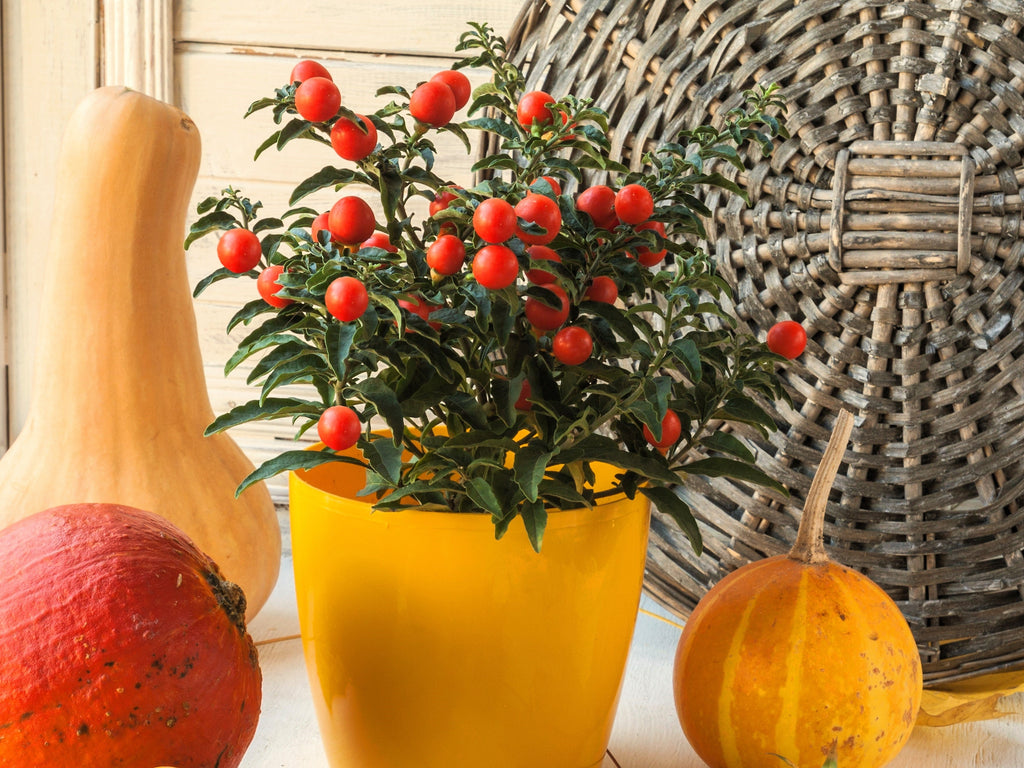 25 JERUSALEM CHERRY Madeira Winter Solanum Pseudocapsicum Flower Seeds