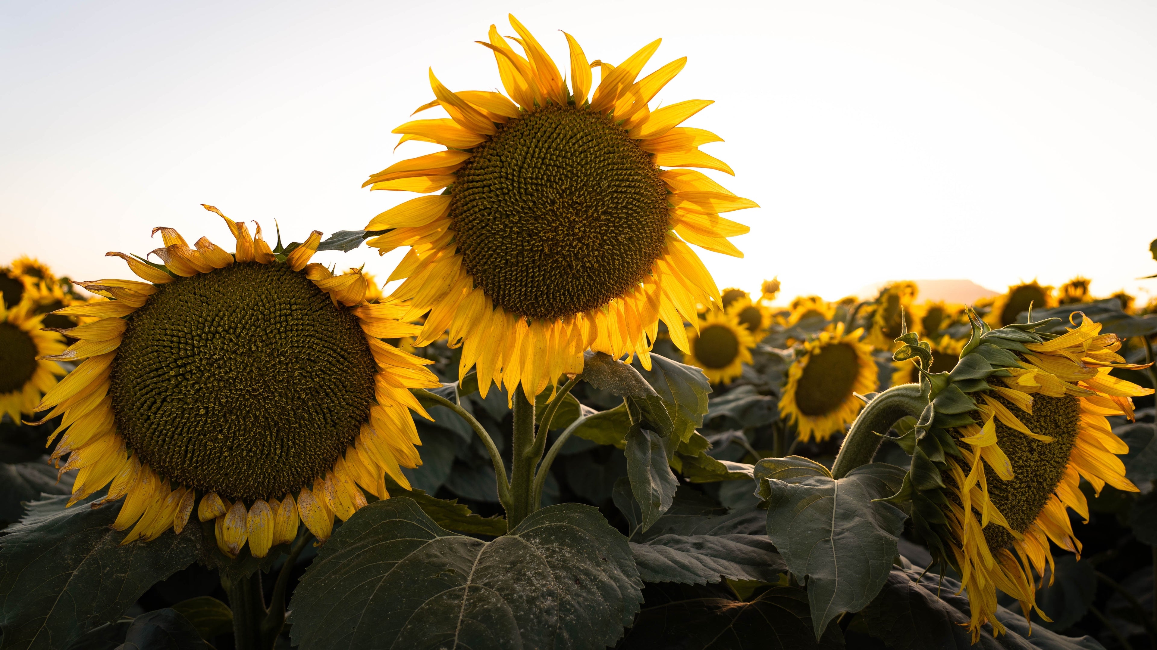 10 Early MAMMOTH RUSSIAN SUNFLOWER Helianthus Annuus Flower Seeds