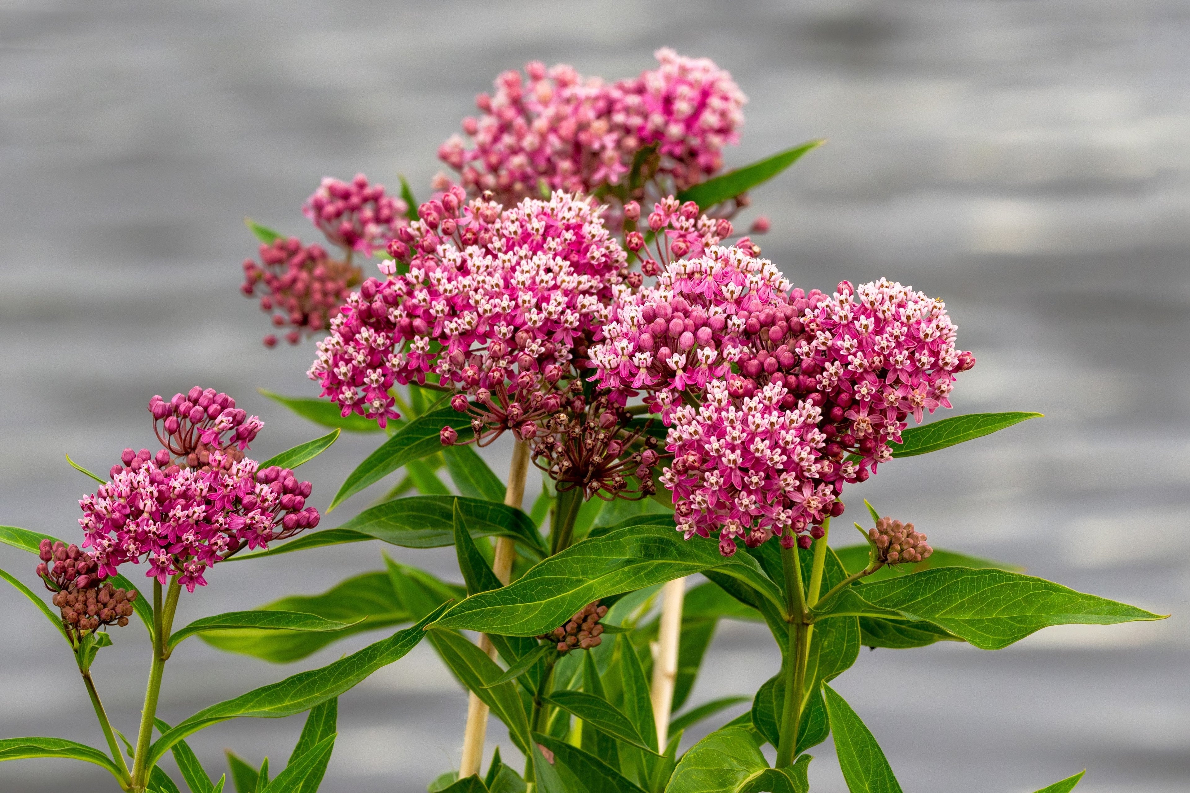 20 CINDERELLA MILKWEED Asclepias Incarnata Magenta (Pink-Purple) Flower Seeds
