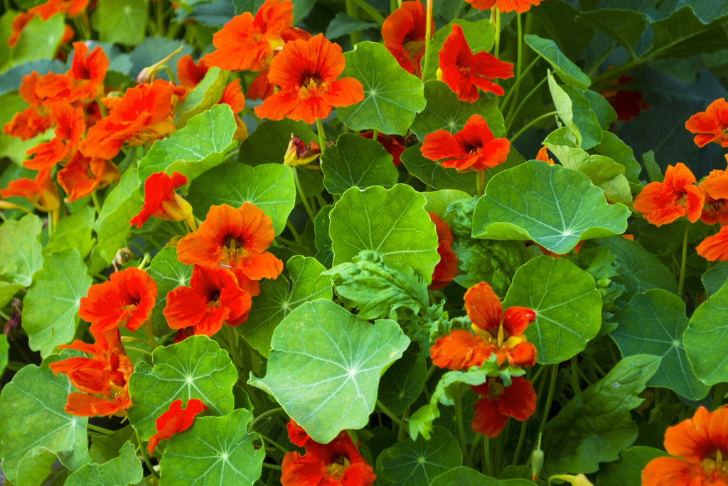 25 Dwarf RED EMPRESS NASTURTIUM Tropaeolum Majus Nanum Hummingbird Flower Seeds